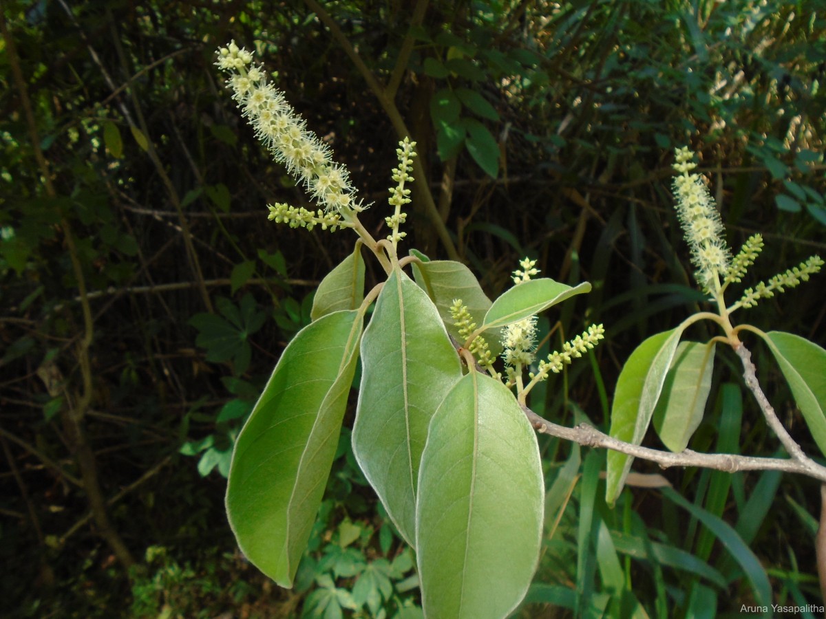 Terminalia chebula Retz.